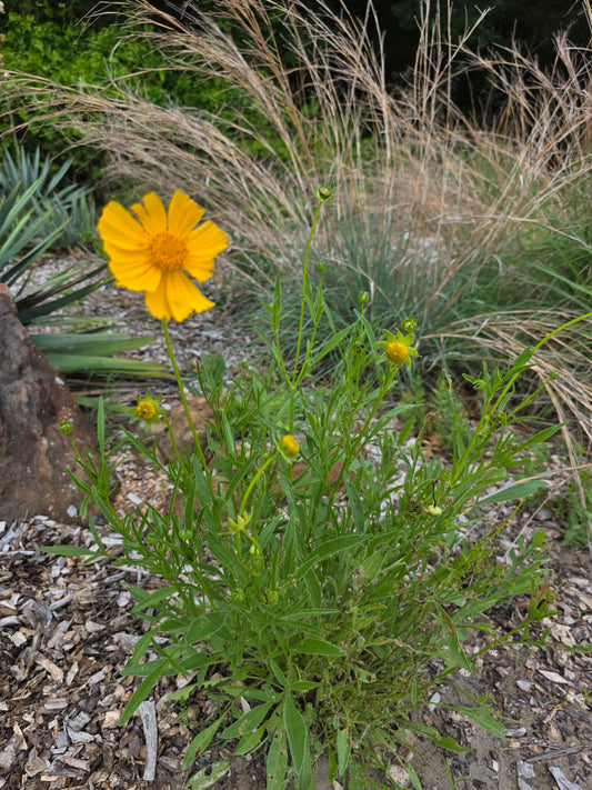 Lanceleaf Coreopsis (Coreopsis lanceolata)
