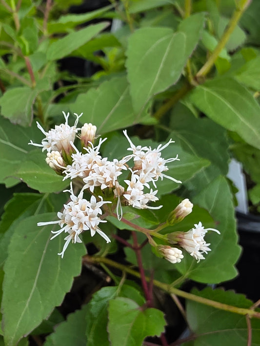 Fragrant Mistflower (Ageratina havanensis)