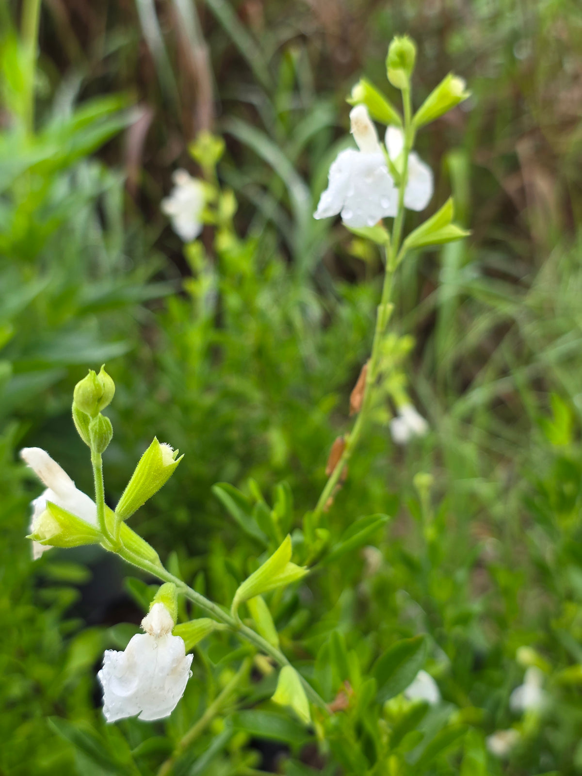 Autumn Sage - White (Salvia greggii)