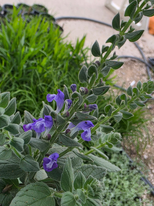 Heartleaf Skullcap (Scutellaria ovata)