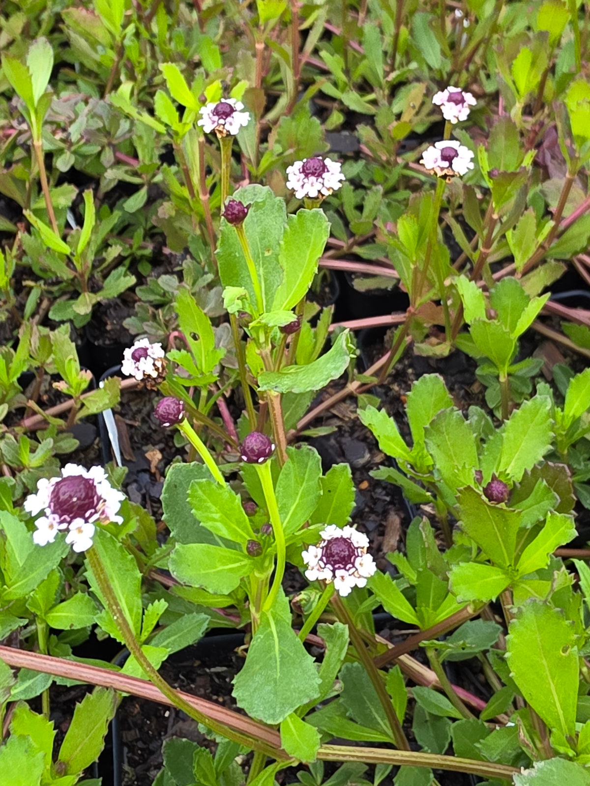 Frogfruit (Phyla nodiflora var. incisa)