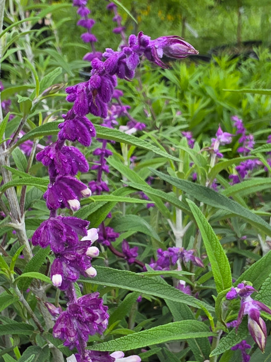 Mexican Bush Sage (Salvia leucantha)
