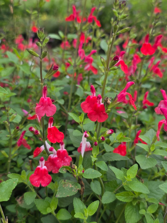Hot Lips Sage (Salvia microphylla 'Hot Lips')