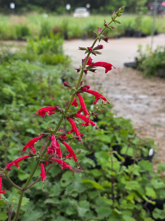 Cedar Sage (Salvia roemeriana)