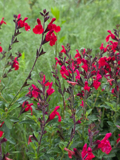 Autumn Sage - Red (Salvia greggii)