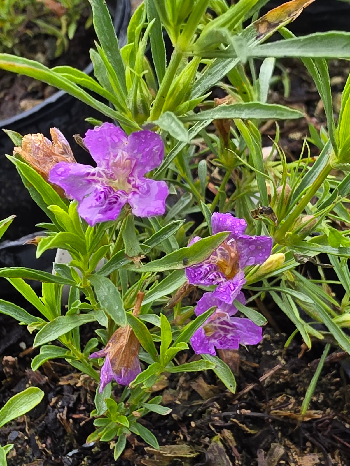 Snake Herb (Dyschoriste linearis)
