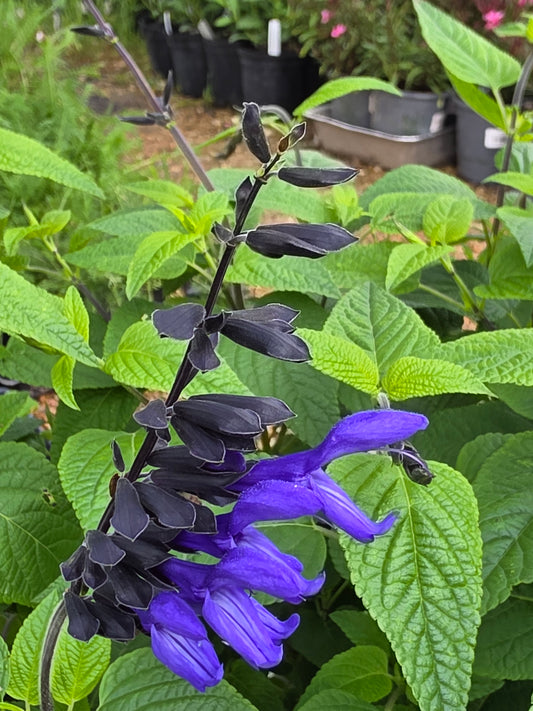 Black & Blue Sage (Salvia guaranitica)