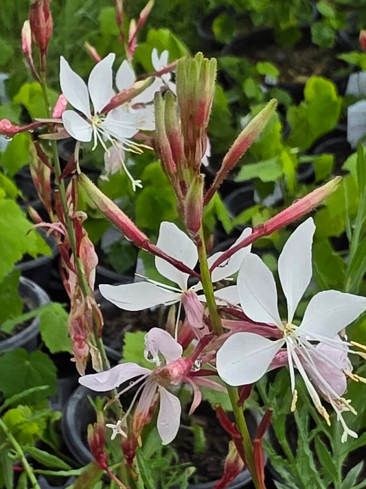 White Gaura (Oenothera lindheimeri)