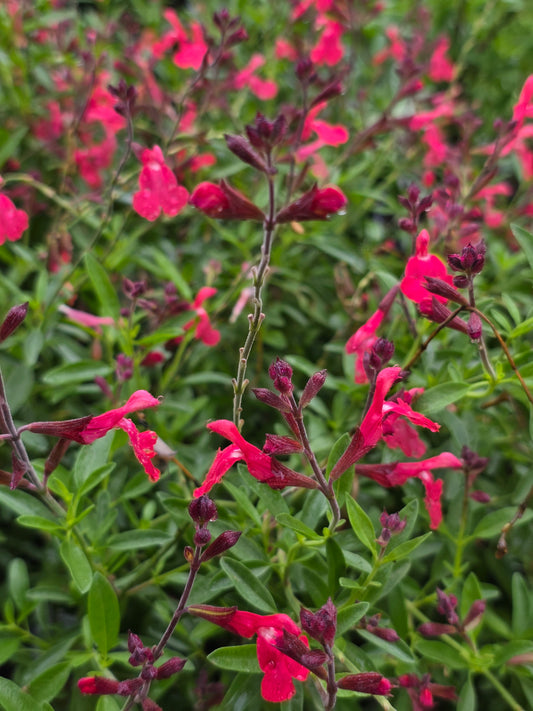 Autumn Sage 'Lipstick' (Coral) (Salvia greggii 'Lipstick')