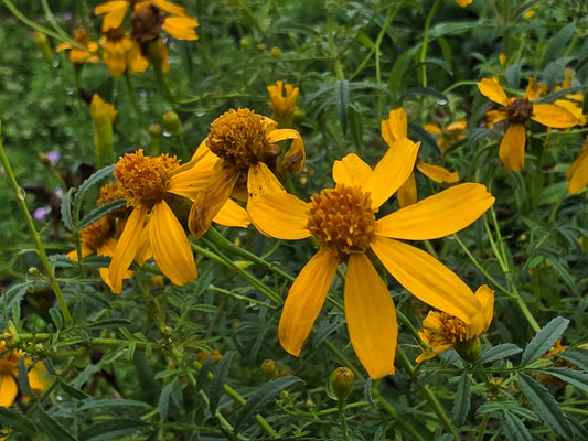 Copper Canyon Daisy (Tagetes lemmonnii)