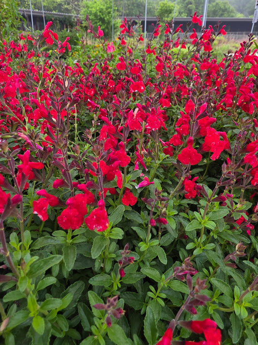 Autumn Sage - Red (Salvia greggii)