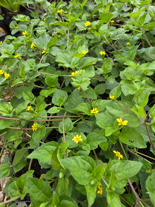 Horseherb (Calyptocarpus vialis)