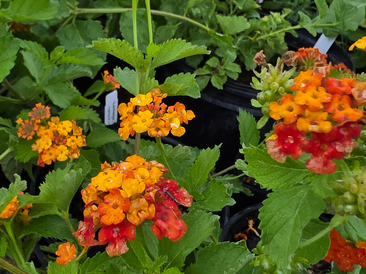 Texas Lantana (Lantana urticoides)