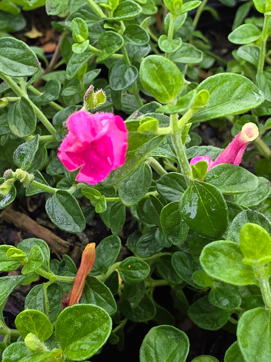 Pink Skullcap (Scutellaria suffrutescens)