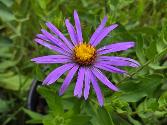 Fall Aster (Symphyotrichum oblongifolium)