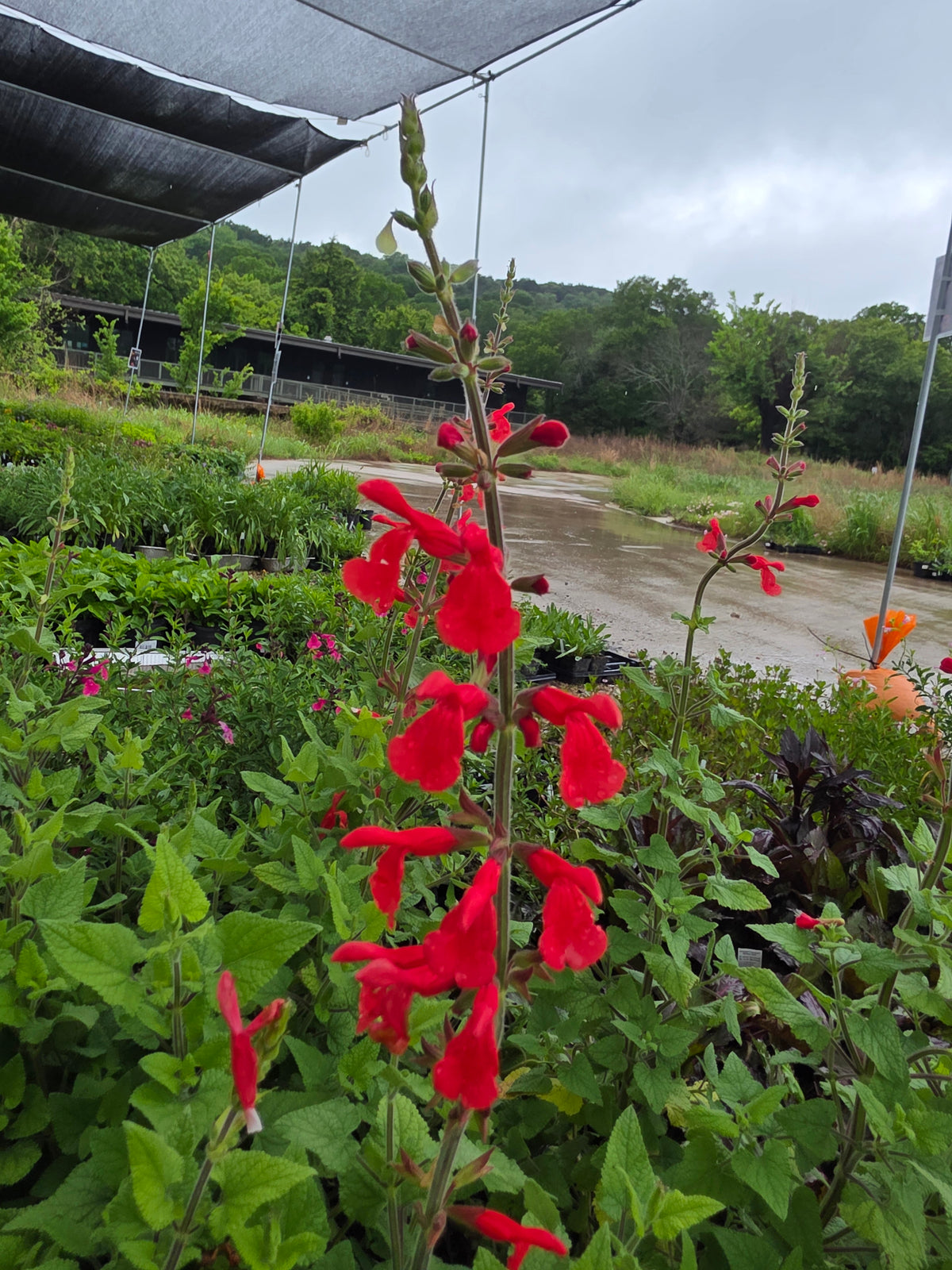 Darcy's Mexican Sage (Salvia darcyi aka Salvia oresbia)