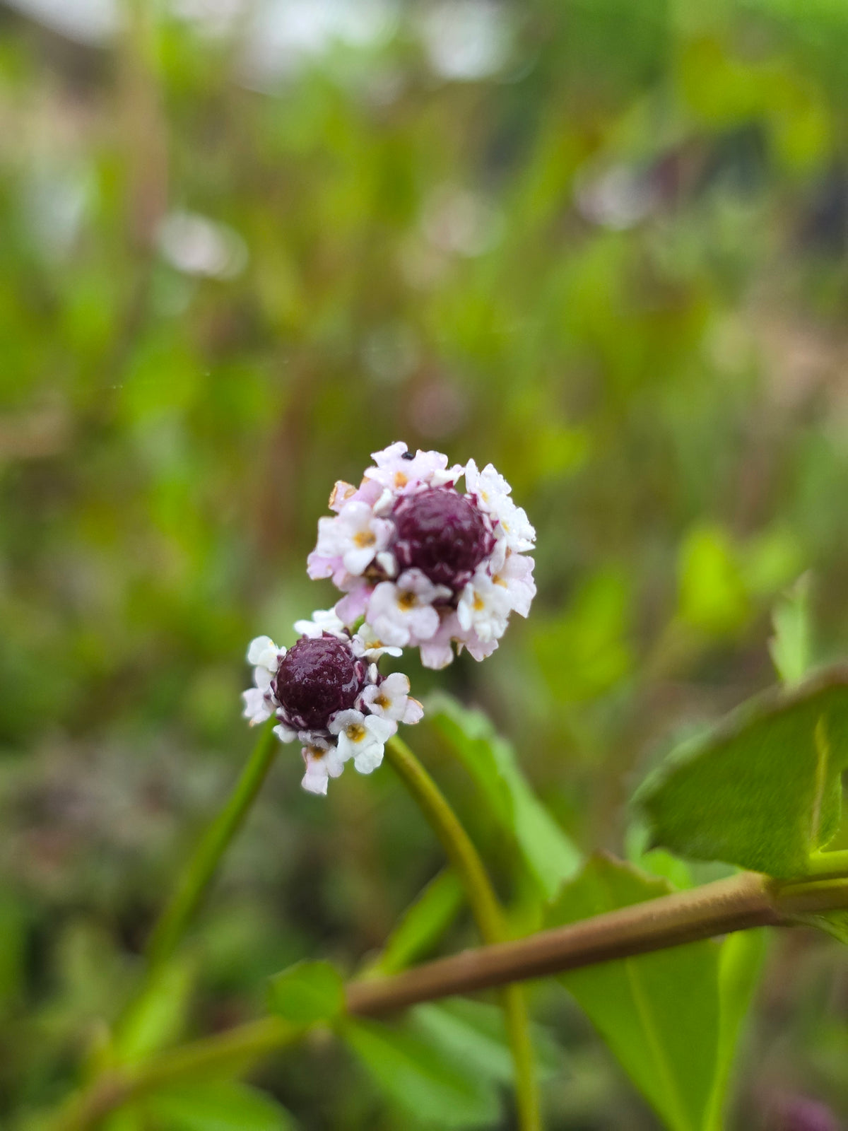 Frogfruit (Phyla nodiflora var. incisa)