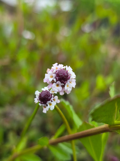 Frogfruit (Phyla nodiflora var. incisa)