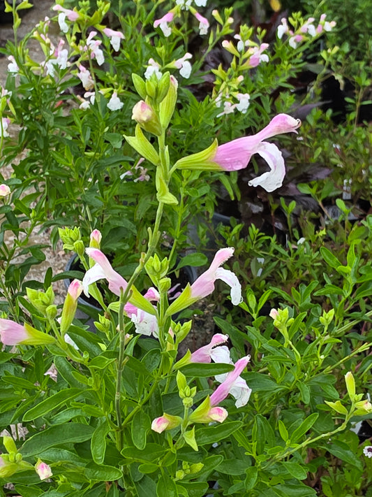 Autumn Sage 'Teresa' (Salvia greggii)