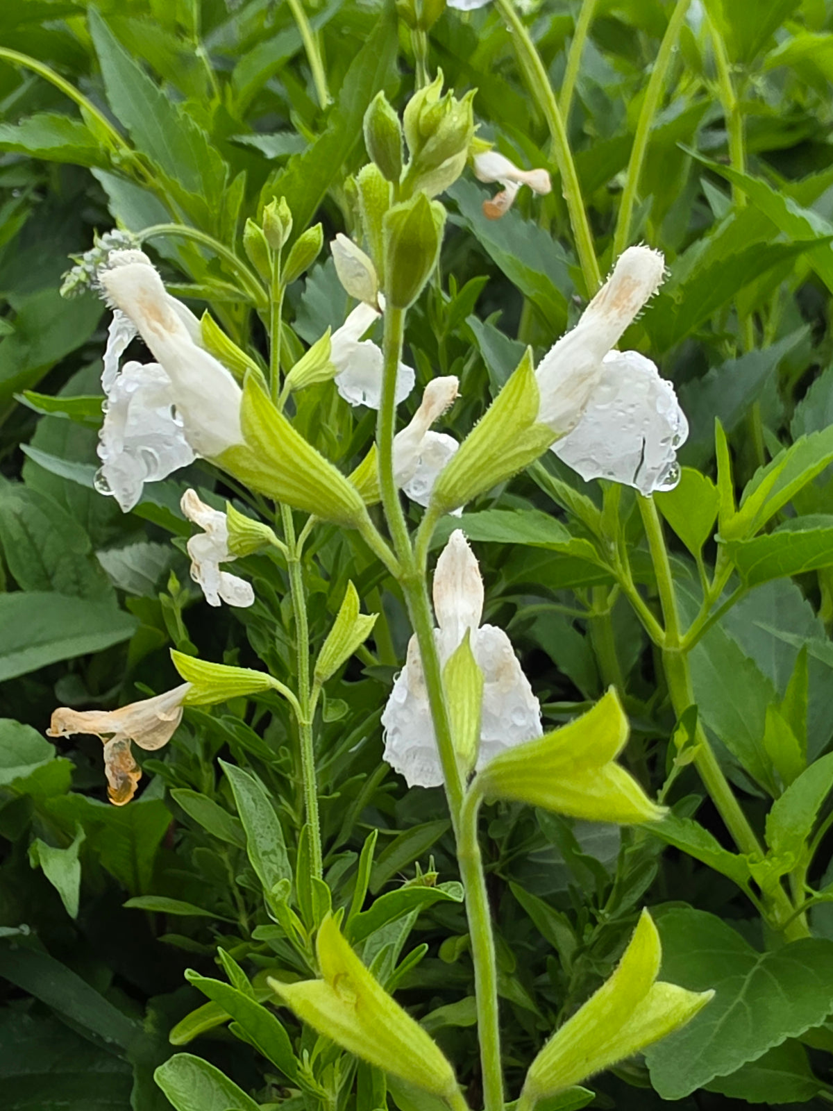 Autumn Sage - White (Salvia greggii)