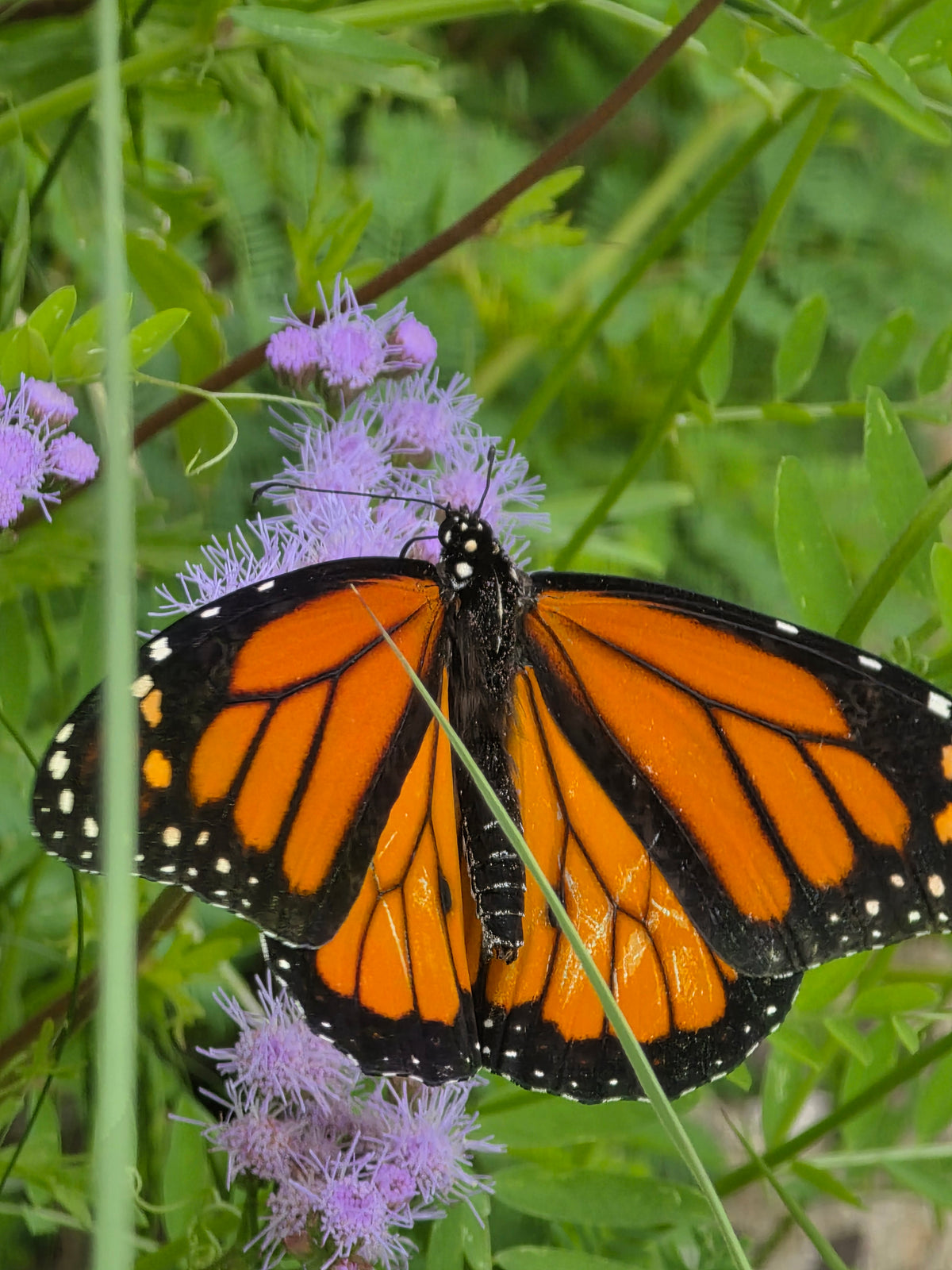 Gregg’s Mistflower (Conoclinium greggii)