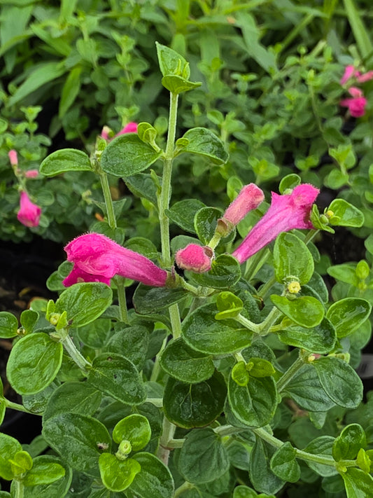 Pink Skullcap (Scutellaria suffrutescens)