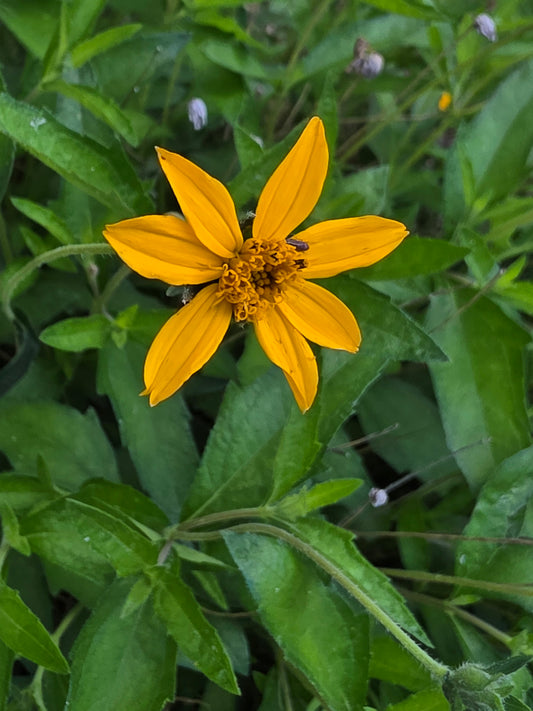 Orange Zexmenia (Wedelia acapulcensis var. hispida)