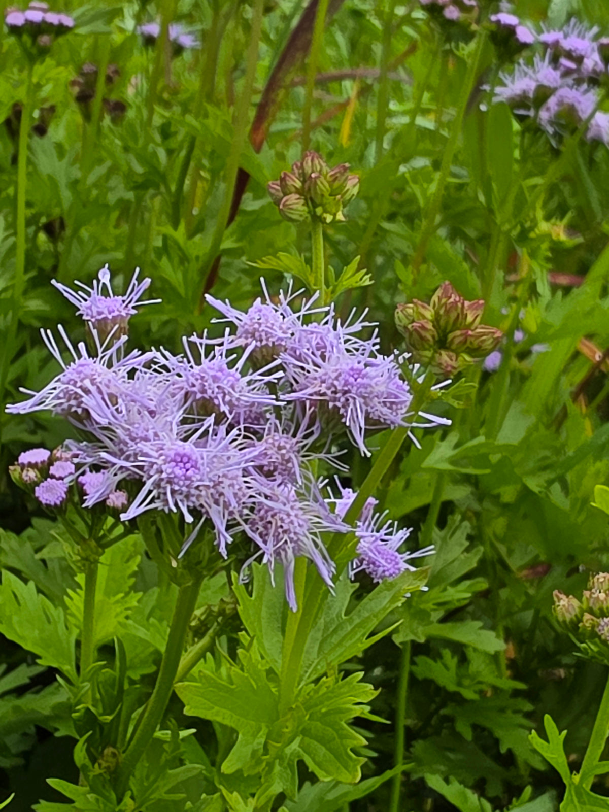 Gregg’s Mistflower (Conoclinium greggii)