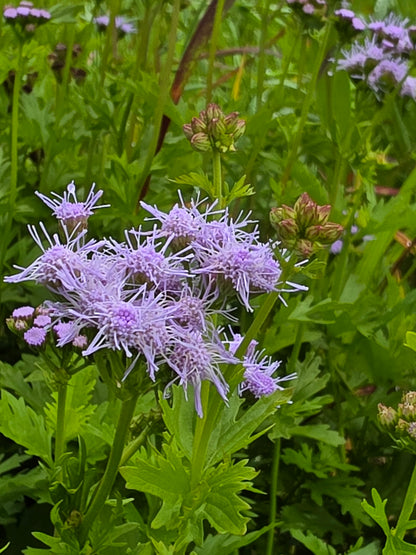 Gregg’s Mistflower (Conoclinium greggii)
