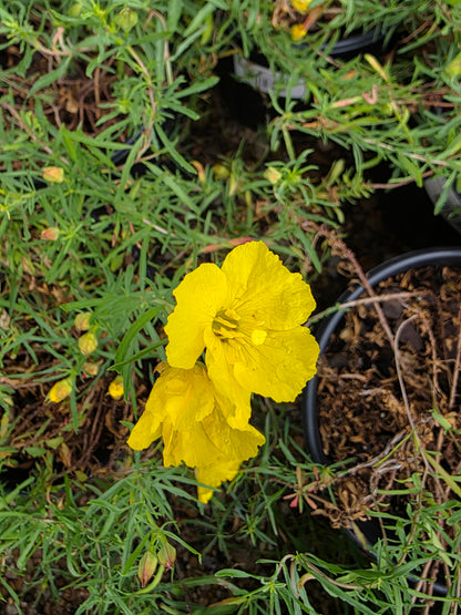 Sundrops (Calylophus berlandieri) - ORGANICALLY GROWN