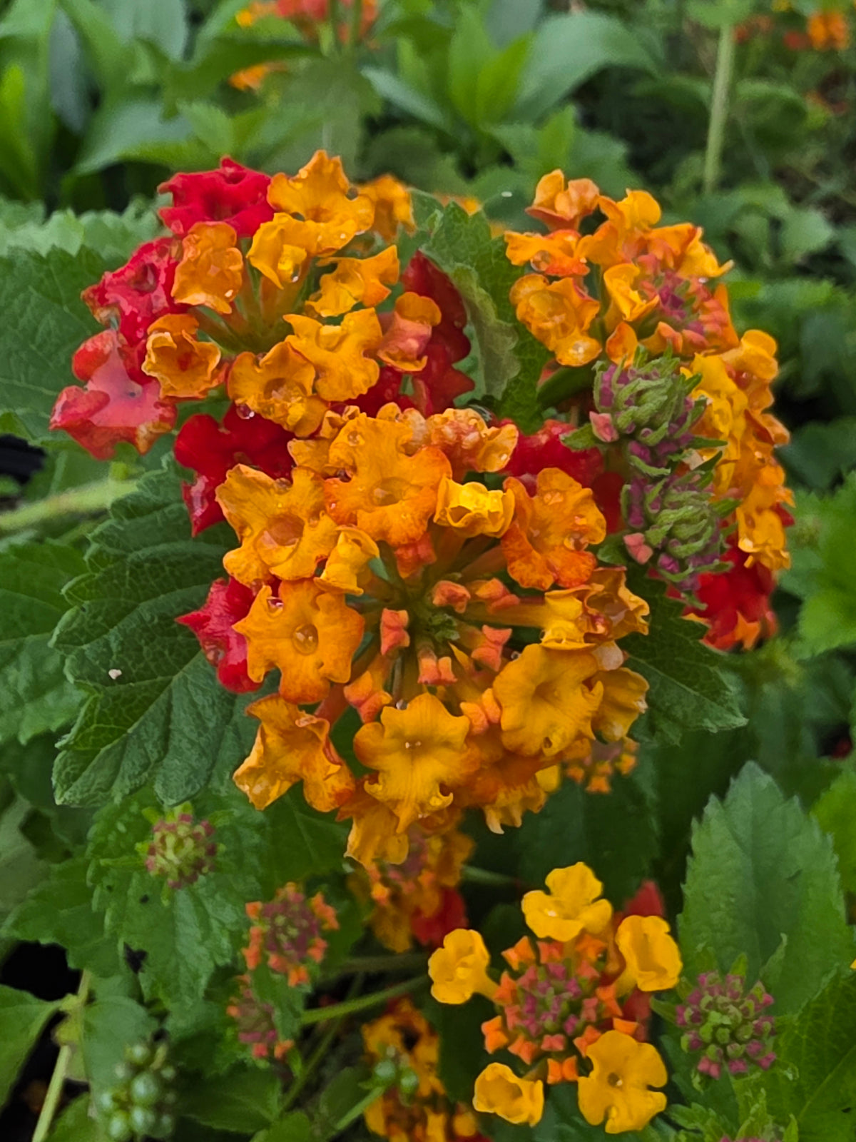 Texas Lantana (Lantana urticoides)