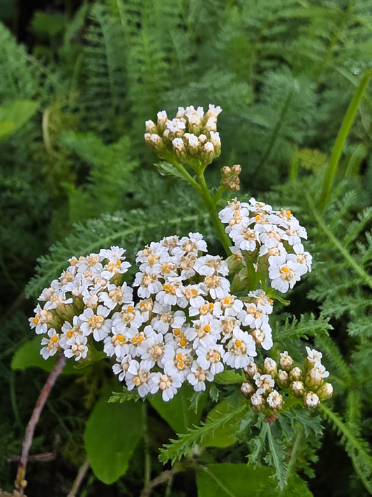 White Yarrow (Achillea millefolium)