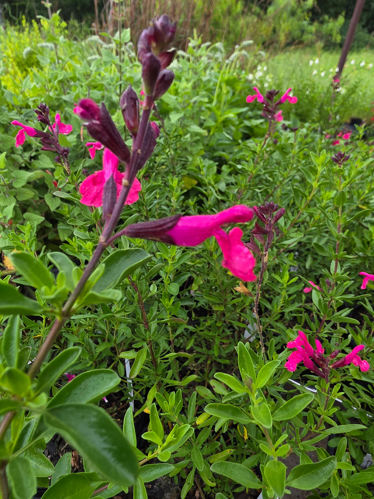 Autumn Sage (Pink) (Salvia greggii)