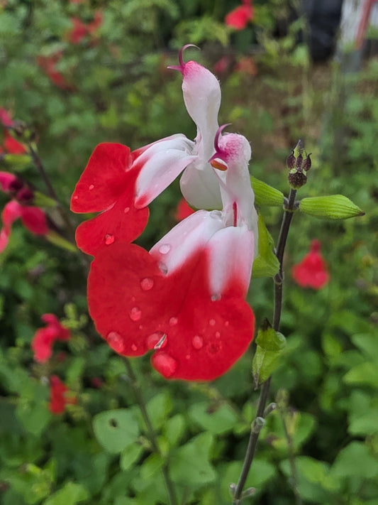 Hot Lips Sage (Salvia microphylla 'Hot Lips')