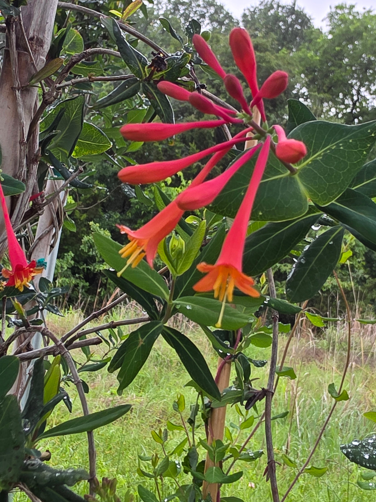 Coral Honeysuckle (Lonicera sempervirens)
