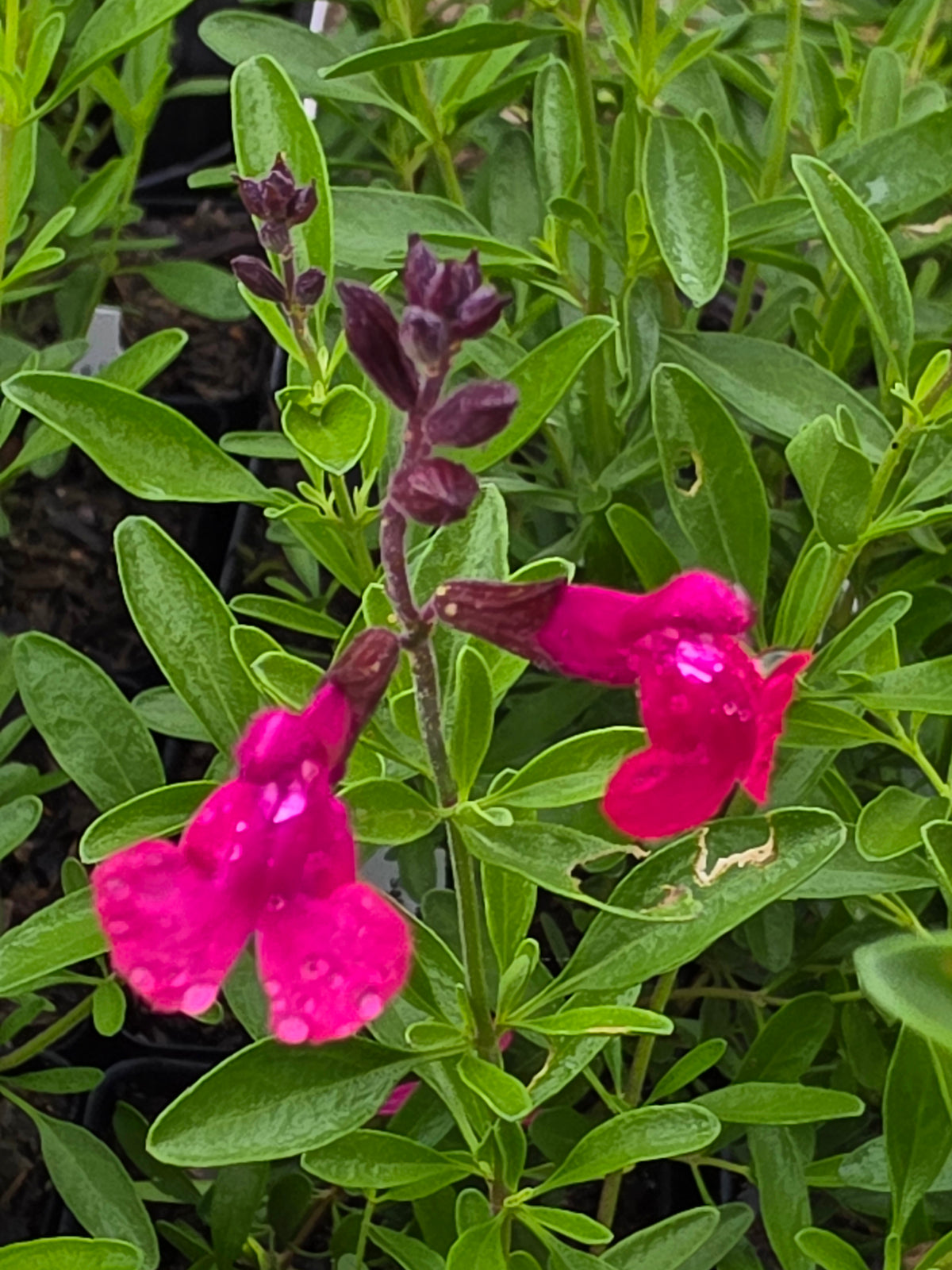 Autumn Sage (Pink) (Salvia greggii)