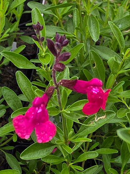 Autumn Sage (Pink) (Salvia greggii)