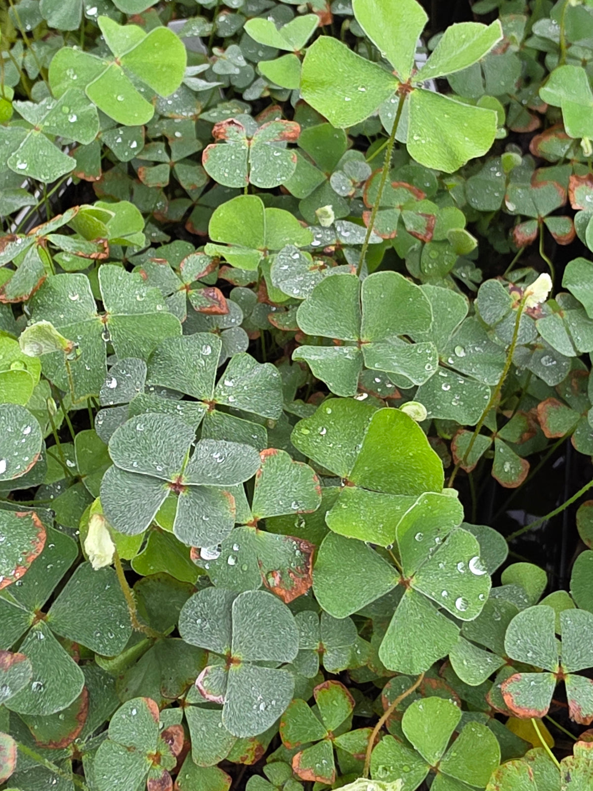 Bigfoot Water Clover (Marsilea macropoda)