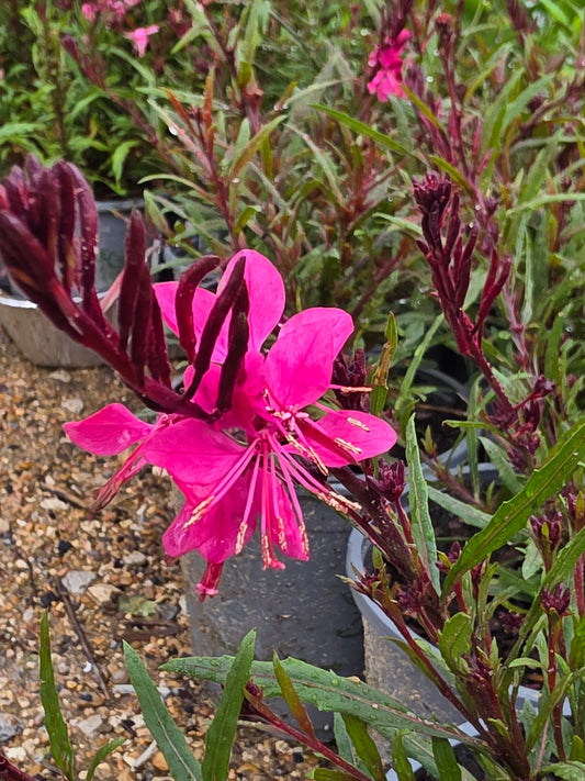 Gaura 'Belleza Dark Pink' (Oenothera lindheimeri 'Belleza Dark Pink')