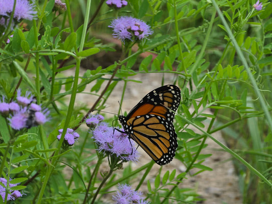 Gregg’s Mistflower (Conoclinium greggii)
